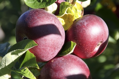 USA, Vermont, Apples, Red Courtland Apples on tree.