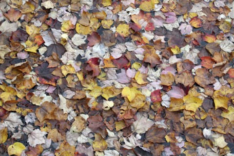 USA, New Hampshire, Nelson, "Autumn foliage, fallen leaves floating on Center Pond"