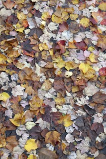 USA, New Hampshire, Nelson, "Autumn foliage, fallen leaves floating on Center Pond"