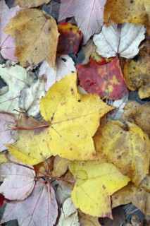 USA, New Hampshire, Nelson, "Autumn foliage, fallen leaves floating on Center Pond"