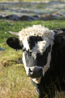 USA, New Hampshire, Farming, Cow