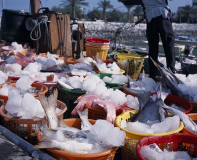 KUWAIT, Kuwait City, Dhow Harbour adjacent to the Sharq Souq with fresh fish on ice in coloured
