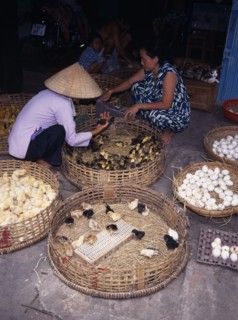 VIETNAM, Mekong Delta, "Female vendor selling eggs, chicks and ducklings in market with customer