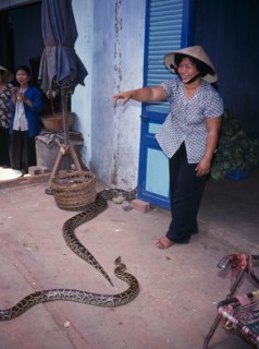 VIETNAM, Mekong Delta, Woman with pythons in market.