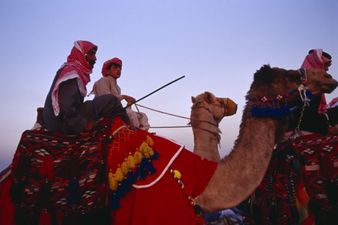 KUWAIT, Western Kuwait, Bedouin cultural show at camel racing event in the desert.  Cropped shot of