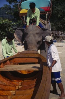 THAILAND, Krabi Province, Elephant launching newly built longtail boat.