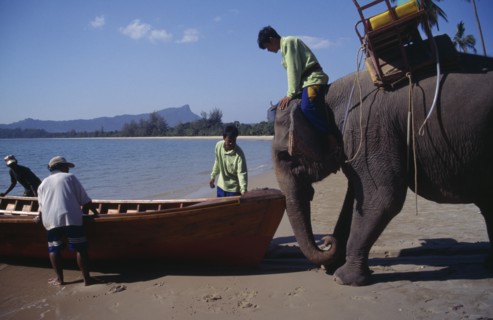THAILAND, Krabi Province, Elephant launching newly built longtail boat.