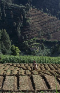 INDONESIA, Java, Mt Bromo, Woman amongst crops in terraced foothills.