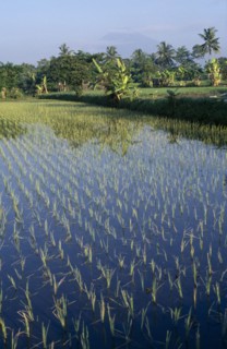 INDONESIA, Java, Mt Merapi, Rice paddy.