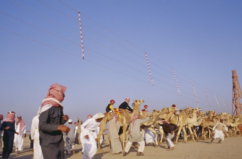 KUWAIT, Sport, Camel racing in desert area.  Camels waiting on start line.