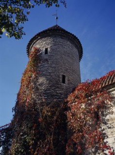 ESTONIA, Tallinn, City wall and circular tower with red creeper growing over walls and roof.