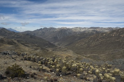 VENEZUELA, Pico El Aguila, close to Merida, "View from Pico El Aguila (4118m) with Frailejon plants