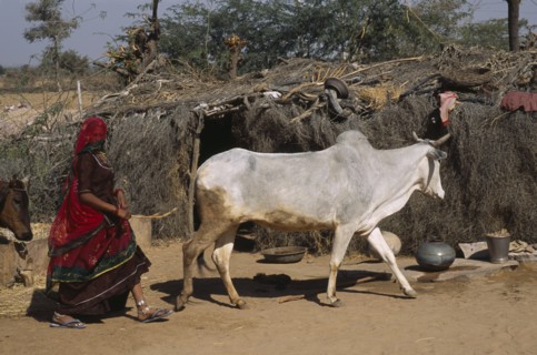 INDIA, Rajasthan, Garou, Bishnoi woman herding cattle past thatched shelter made from wood and