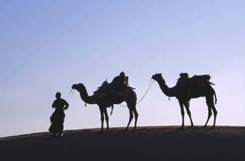 INDIA, Rajasthan, Thar Desert, Camel herder with loaded camels silhouetted against pale sky on
