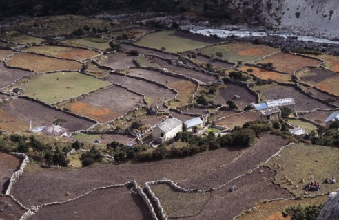 NEPAL, Khumbu Region, Pangboche, Crops and lifestock in patchwork of terraced fields and Sherpa
