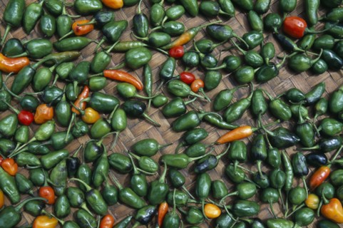 NEPAL, Khumbu Region, Chilli peppers laid out to dry in the sun.
