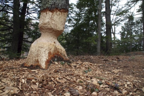 USA, New Hampshire, Trees, Tree eaten by Beaver