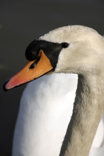 BIRDS, Swans, Detail of head and bill