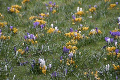 GERMANY, Bad Orb, Flora, Spring Crocus flowers
