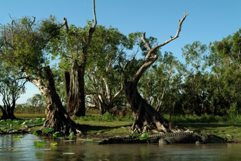 Australia, Northern Territory, Animals, Crocodilus Crocodilus - The Saltwater Crocodile - Rockhole