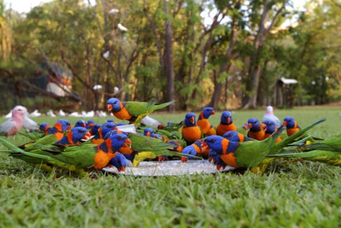 Australia, Northern Territory, Bachelor, Red Collared Rainbow Lorikeet