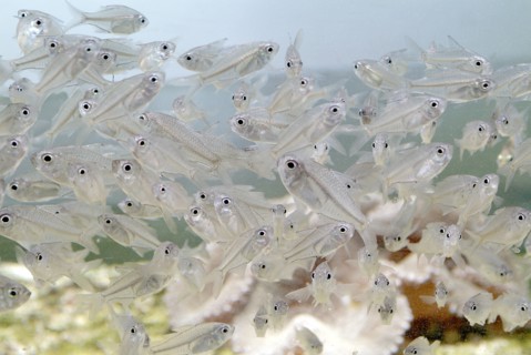 Australia, Queensland, Townsville, Poddy Mullet