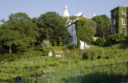 FRANCE, Ile de France, Paris, The Montmartre vineyard on the Rue des Saules. The last surviving