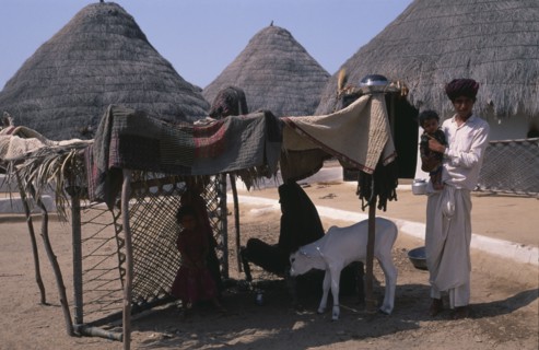 INDIA, Gujarat, Kutch, Family with white calf in shelter made from quilts spread over wooden frame