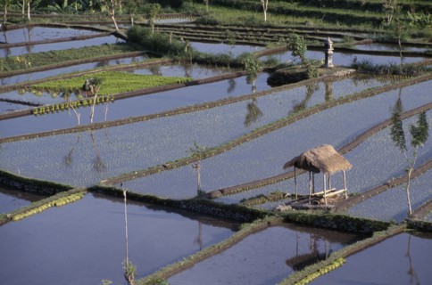 INDONESIA, Bali, Farming, Woman working in rice paddy fields.