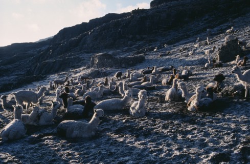 BOLIVIA, Charazani, Pelechuco Pass, Llamas in pasture camp at dawn in light snow.