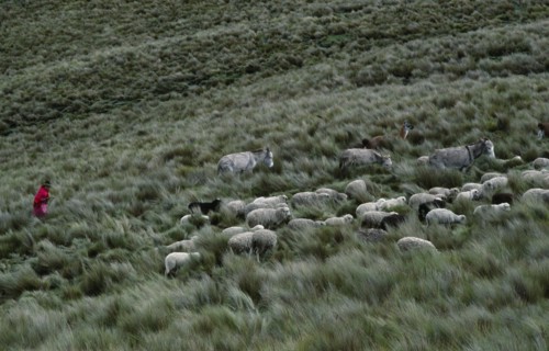 ECUADOR, Zumbahua, Young girl taking her livestock up to paramo to pasture.