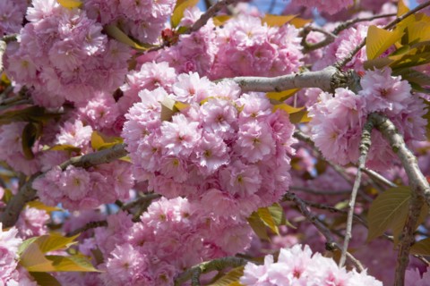 PLANTS, Trees, Flowers, Cherry Blosssoms