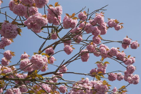 PLANTS, Trees, Flowers, Cherry Blosssoms