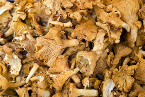 ITALY, Veneto, Venice, Finferli or Chanterelle mushroom for sale in the Rialto Market