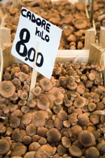ITALY, Veneto, Venice, Cadore mushrooms for sale in the Rialto Market