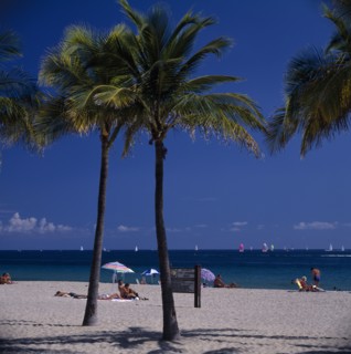 USA, Florida, Fort Lauderdale Beach, Palm trees on sandy beach with sunbathers sitting on sand near