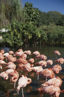 USA, Florida, Wildlife, Pink Flamingoes standing in shallow water