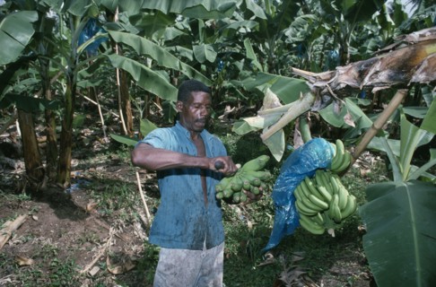 ST LUCIA, River Dorée, Plantation worker cutting bunches of green bananas.