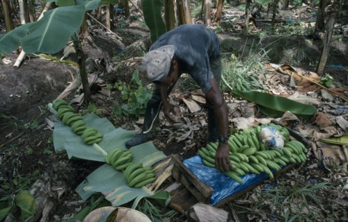 ST LUCIA, Agriculture, Plantation worker preparing to carry cut bananas to boxing shed.