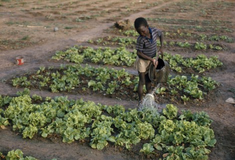 SENEGAL, Farming, Young boy watering lettuce on vegetable patch.