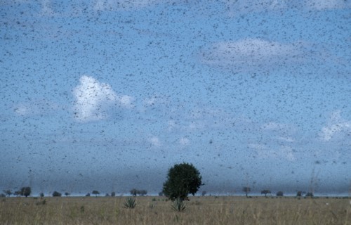 MADAGASCAR, Insects, Locusts, Swarm of locusts moving south towards Toliara.