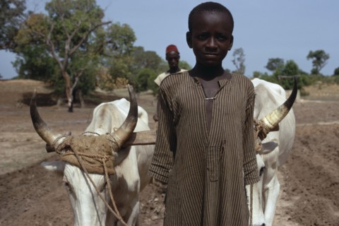 SENEGAL, Agriculture, Portrait of child leading pair of oxen pulling plough guided by adult man