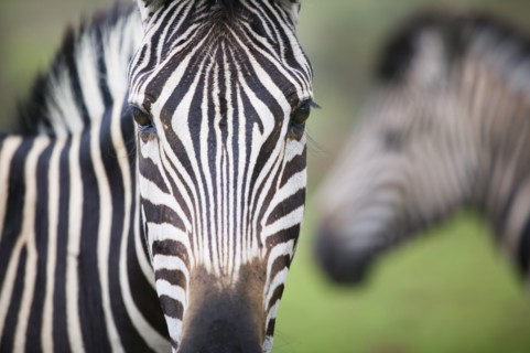 SOUTH AFRICA, Gauteng, Zebras in the Pilanesburg National Park.
