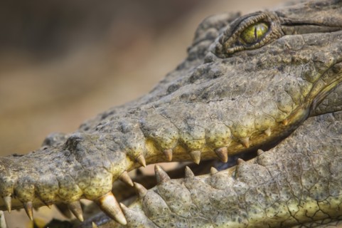 GAMBIA, Bakua, "Close-up of a crocodile in the Kachikaly Crocodile Pool, a sacred site for local