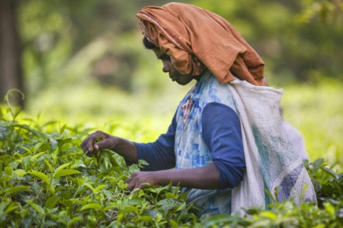 SRI LANKA, Kandy, Picking tea in the hill plantations around Kandy.