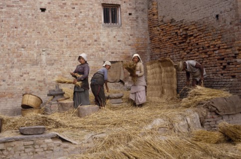 NEPAL, Patan, Women threshing wheat in the street.