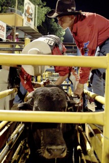 Australia, Northern Territory, Darwin, Darwin Rodeo - the rider is being tied to the bull.