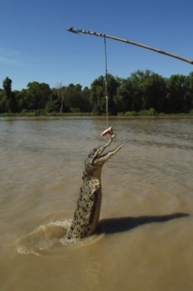 Australia, Northern Territory, Darwin, Saltwater Croc - Crocodilus Crocodilus leaping out of Mart