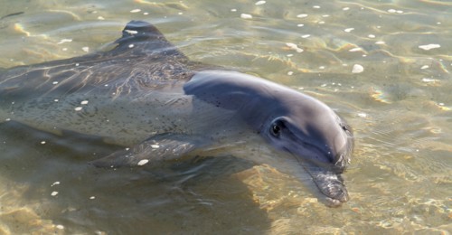 Australia, Western Australia, Monkey Mia, "Tame wild dolfins come in to be fed at monkey Mia