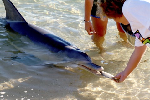 Australia, Western Australia, Monkey Mia, "Tame wild dolfins come in to be fed at monkey Mia